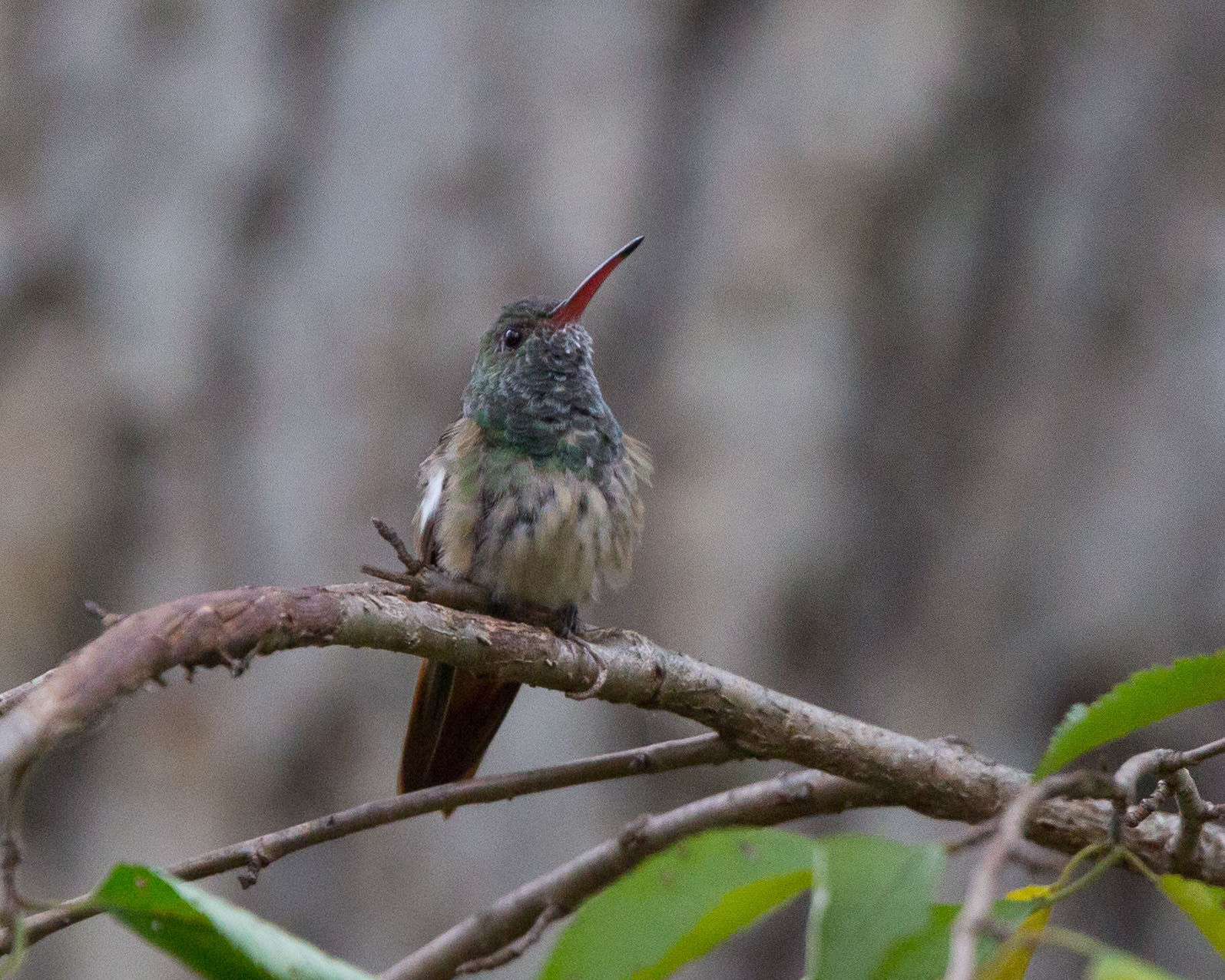 20151016w_fea_birds